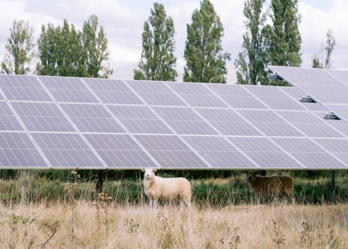 A sheep stands in front of solar panels in a field in France.